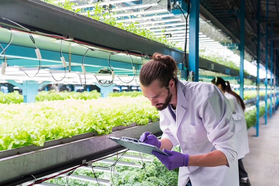 male scientist inspecting vegetables in indoor farm